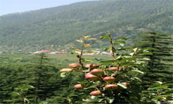 MANALI
