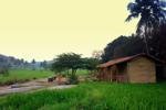 Paddy Field View Cotatges 